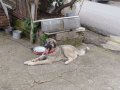 Çok sadık ve çok temiz bir yavru sahiplendirilecek.