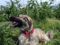 Çok sadık ve çok temiz bir yavru sahiplendirilecek.