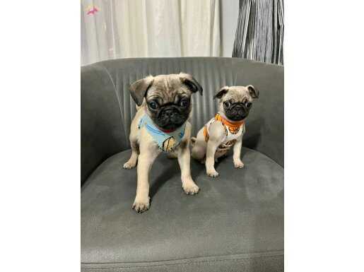 Yavru 2 erkek pug 