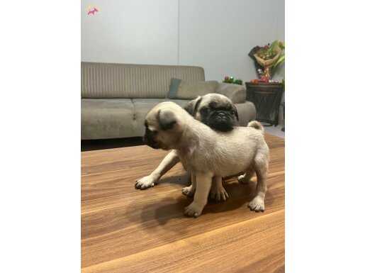 2 aylık pug 