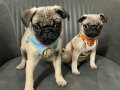 Yavru 2 erkek pug 