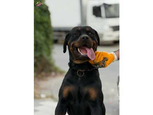 Acil Orjinal Dişi Rotweiler 