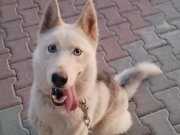 1.5 yaşında oyuncul kimlik çip tam