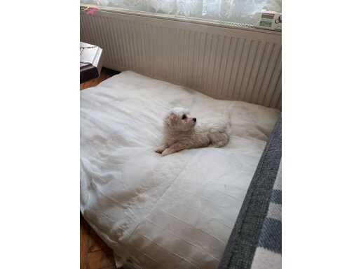 Maltese terrier yavrularım anne maltipo