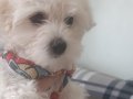 Maltese terrier üç aylık anne baba bana ait
