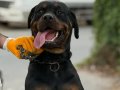 Acil Satılık Dişi Rotweiler 
