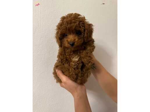 3 aylık erkek aşıları tamamlandı