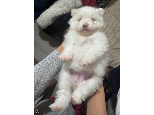 5 ADET BOO YAVRUMUZ VAR!!!