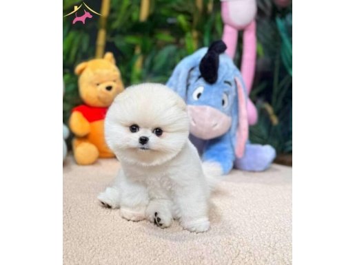 pomegran bo 3 aylık 