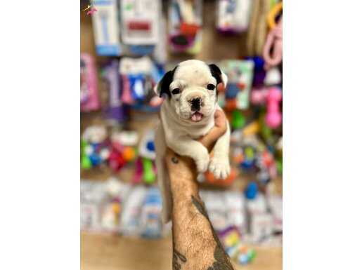 Minikboy french bebeklerim