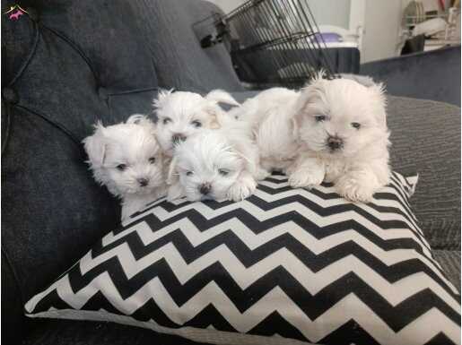 Teacup maltese terrier ev ortami dogumlu