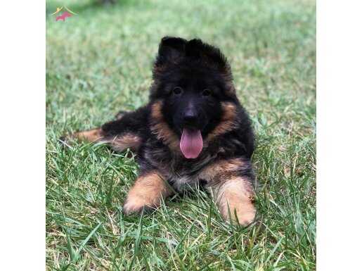 Almankurdu yavrusu safkan