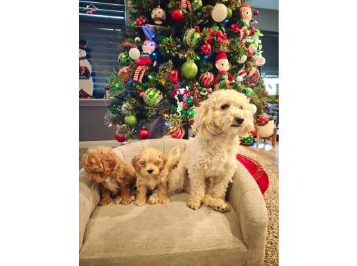 Minik maltipoo Yavrularimiz