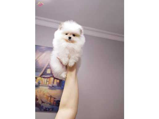 Pomerianan gibi spitz bebeklerimiz