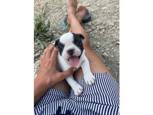 Noel babadan degil evin annesinden Frenchbulldog yavrular