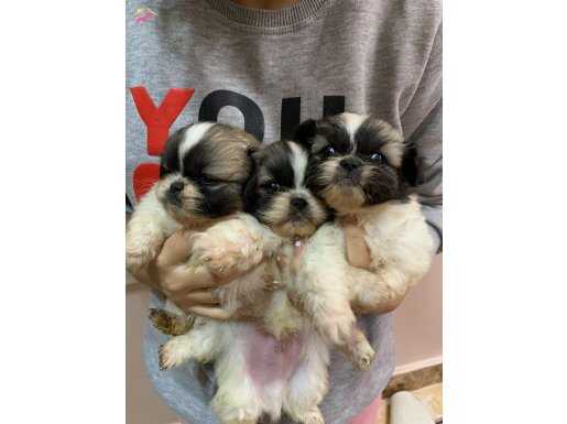 Renk renk pekines bebekler egitimli