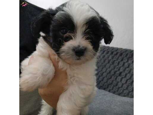 Micro biewer morkie bebeklerim anne altindan