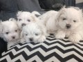 Teacup maltese terrier ev ortami dogumlu