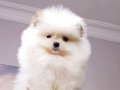 Pomerianan gibi spitz bebeklerimiz