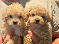 Ev ortami minik toy poodle bebeklerim