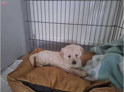 45 günluk golden yavrumuz icin yuva ariyoruz