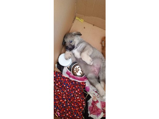 Yavru 1 aylık  Kafkas çoban köpeği  tuvalet eğitimi var