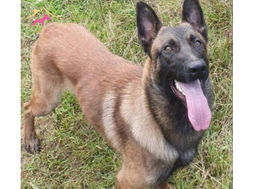 Safkan malinois yavrularimiz