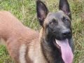 Safkan malinois yavrularimiz