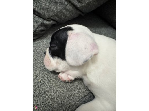 kızıma ömürlük yuva arıyorum 