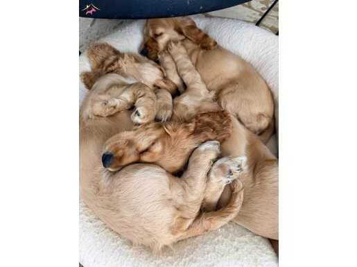 İNGİLİZ COCKER SPANİEL 