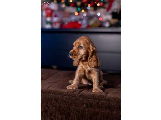 SAFKAN İNGİLİZ COCKER SPANİEL KRALİYET AİLESİNDEN 