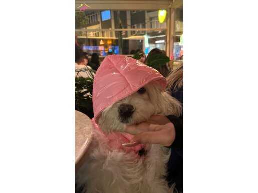 5 Aylık Bembeyaz Güzeller Güzeli 