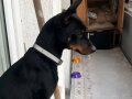 1 yaşında Dişi pinscher