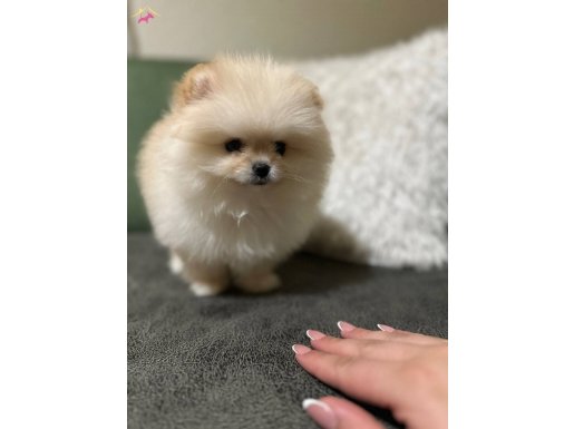 Maması yatağı ve bütün malzemeleriyle verilecektir yavrumuz 