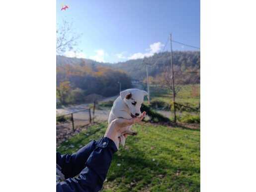 50 günlük Jack russel yavruları 4 adet dişi anne babaorijina
