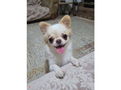 Chihuahua Kırması Tatlı bi oğluş