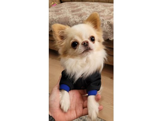 Pomerian Kırması Chihuahua Özel Cins