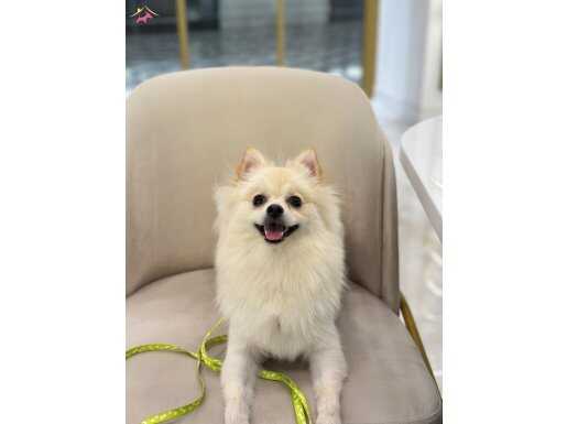 8 Aylık Sahibinden Oyuncu Dişi Pomerian Spitz