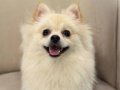 8 Aylık Sahibinden Oyuncu Dişi Pomerian Spitz