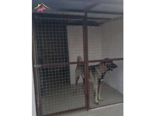 Sivas altın kangal karakırcıl