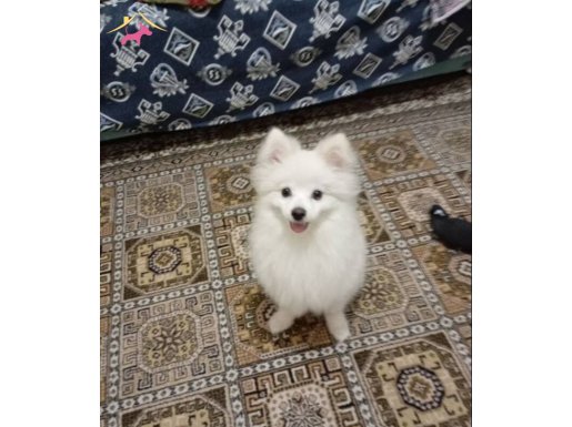 Oğlumuzu sahiplendiriyoruz