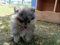 Pomerian köpeyimiz uygun 