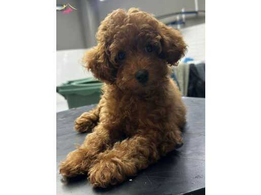 SAHİBİNDEN SAF IRK BEBEK YÜZLÜ MÜKEMMEL TOY POODLE