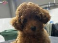 SAHİBİNDEN SAF IRK BEBEK YÜZLÜ MÜKEMMEL TOY POODLE