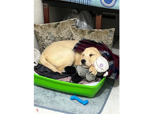 Henüz 3 aylık olmadı dişi