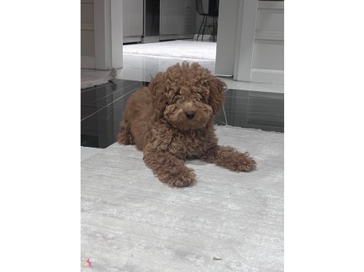 3.5 aylık 2 karma aşısı yapıldı tuvalete alıştı nadir kçryor