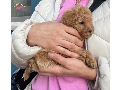 2 aylık 0 numara poodle