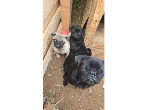 Güzel örj gül kuyruk puglar