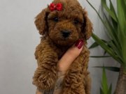 HER RENK POODLE YAVRU MEVCUT 
