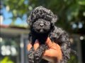 HER RENK POODLE YAVRUMUZ MEVCUT 